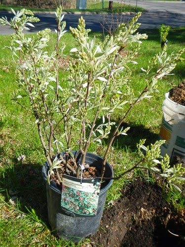 Planting a Serviceberry