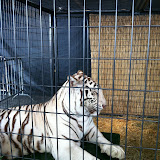 A white tiger at Navy Pier Park in Chicago 01152012d