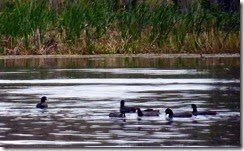 Coots on the river