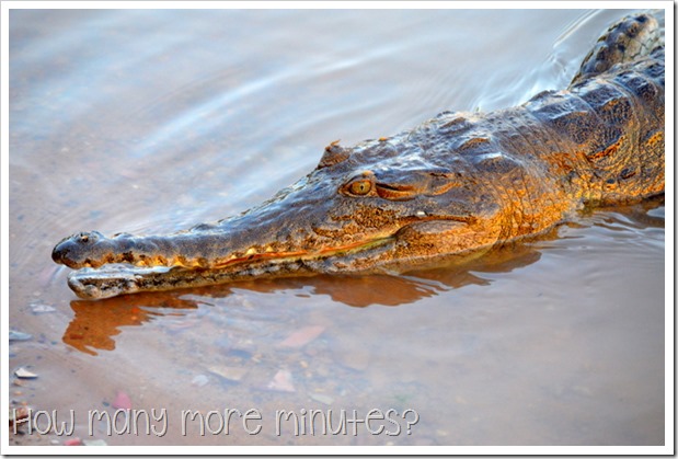 Kununurra: Crocs & a Jabiru | How Many More Minutes?