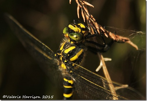 16-Golden-ringed-Dragonfly