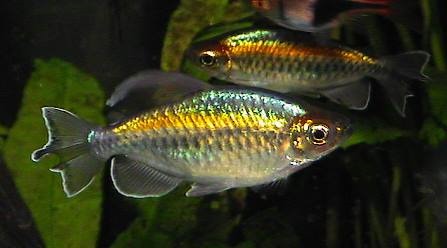 [be-ca-canh-congo_tetra_caconggo004-b%255B1%255D.jpg]