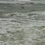 A pelican in the Gulf in Destin FL 03232012b