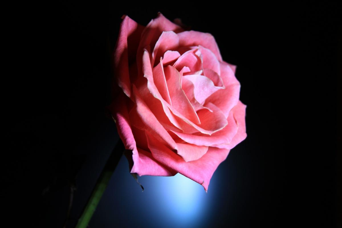 flower blooming flowers fragrance garden dark pink background black rose