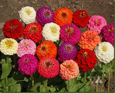 Zinnia Lilliput 10