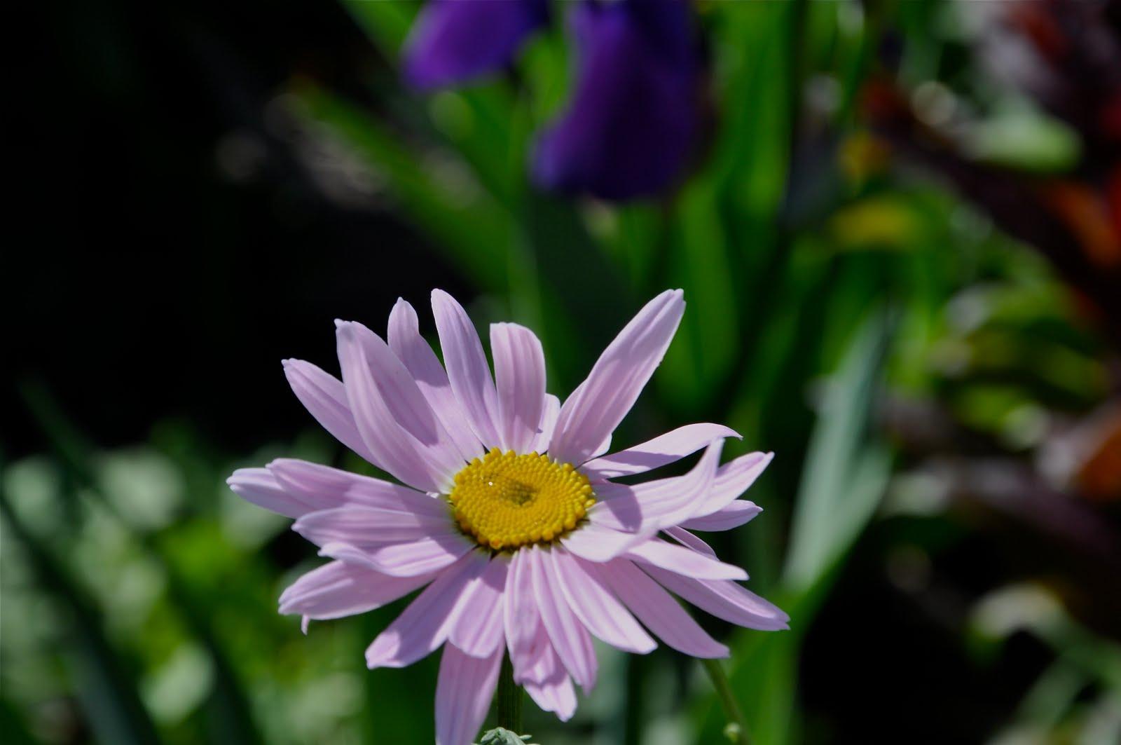 This is a Painted Daisy,