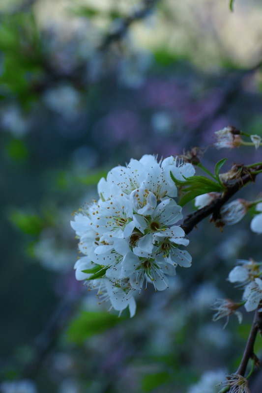 2014_0201-0207 轆轆溫泉 花東3日行_012