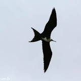 Floreana - Galápagos