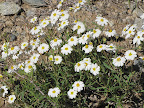 Tiny unidentified 'daisy', AZ trail 4/29