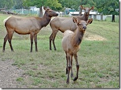 Elk at Richmond DFS (6)