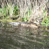 Alligator at Barefoot Landing in Myrtle Beach - 02