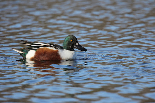 Male Northern Shoveler