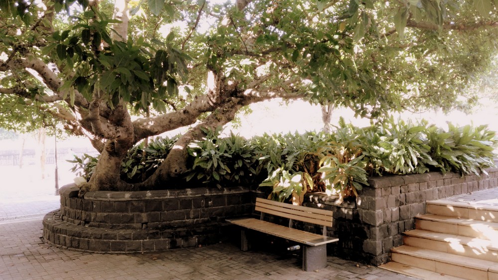 Gree Tree with Shade, Tarun Chandel Photoblog
