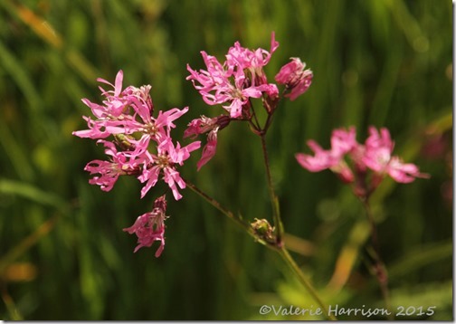 16-ragged-robin