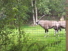 2007.08.09-023 gemsbok