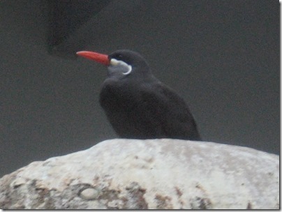 IMG_0480 Inca Tern at the Oregon Zoo in Portland, Oregon on November 10, 2009