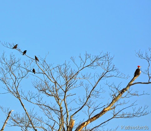 2. starlings and pileated woodpecker-kab