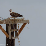 Filhote de Àguia Pescadora - Reserva de la Biosfera del Vizcaíno - Baja Califórnia  - México