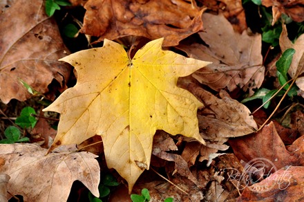 cr-yellow-leaf