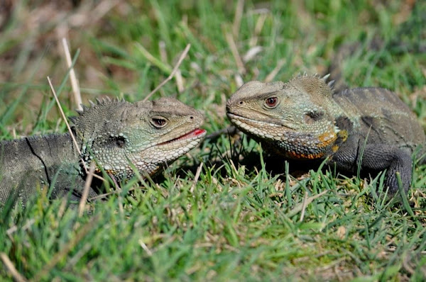 water dragons