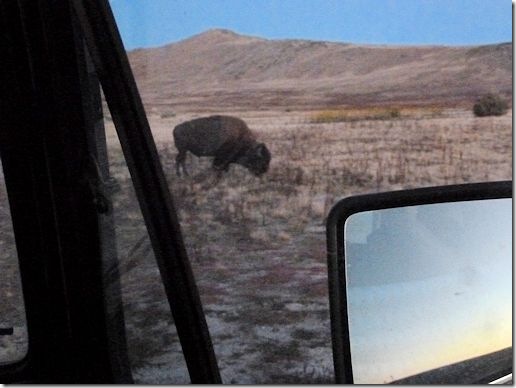 AntelopeIslandBison