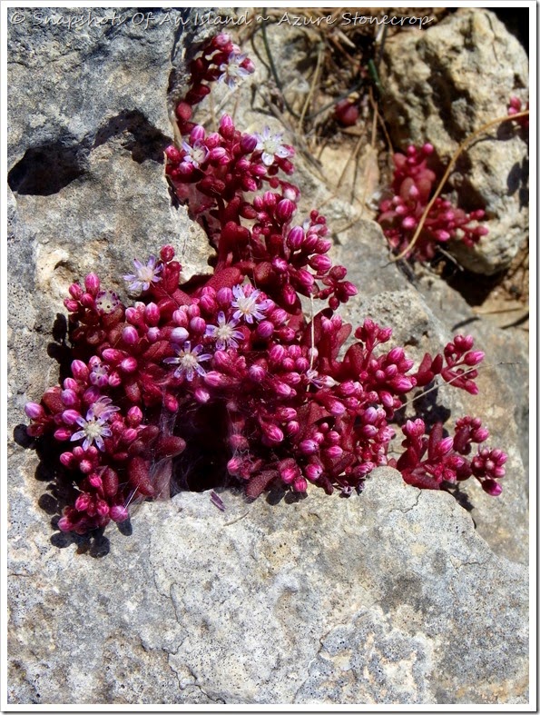 Azure Stonecrop