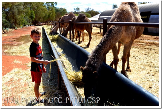 The Camel Farm at Yulara | How Many More Minutes?