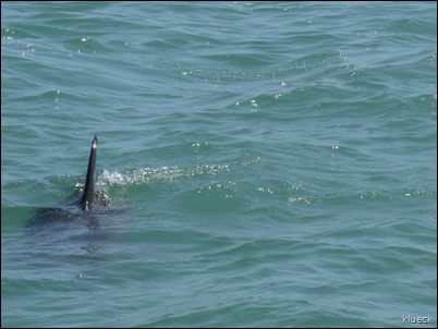 Dolphin Mating near Venture Out channel