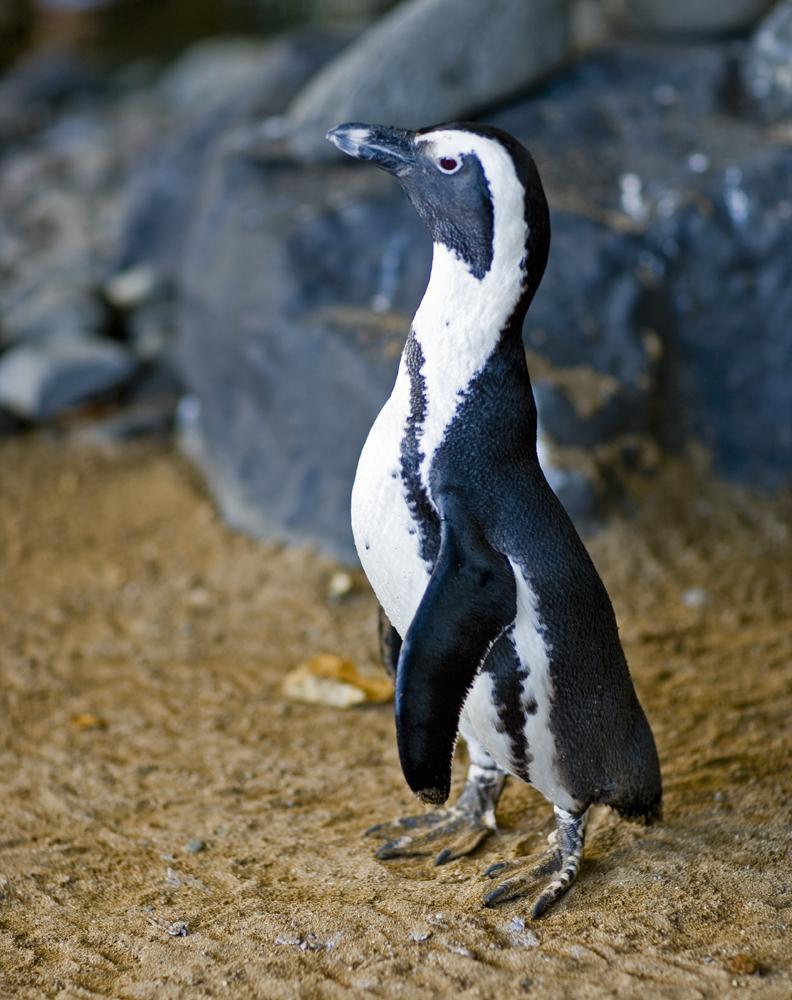 black-and-white    tuxedo   