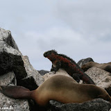 Iguanas marinhas e lobos - Floreana - Galápagos