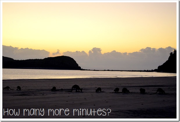 Sunrise With the Wallabies, Cape Hillsborough NP | How Many More Minutes?