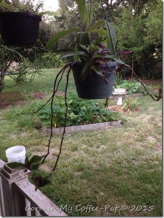 yard pictures mid july 2015 085