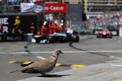 голубь на Гран-при Монако 2013