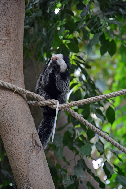 Zoo Heidelberg (14)