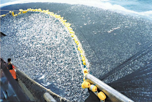 About 400 tons (360 t) of Chilean jack mackerel (Trachurus murphyi) are caught by a Chilean purse seiner off of Peru in 1997. Photo: C. Ortiz Rojas / NOAA