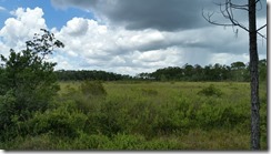 Sawgrass Marsh