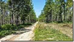 Forest road 20 facing west