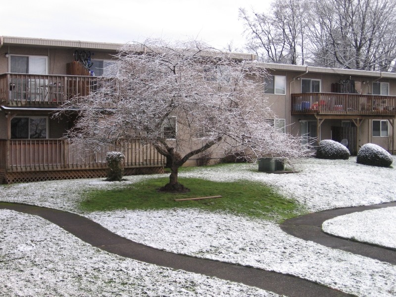 [IMG_5353%2520Snow%2520in%2520Milwaukie%252C%2520Oregon%2520on%2520January%252025%252C%25202009%255B2%255D.jpg]