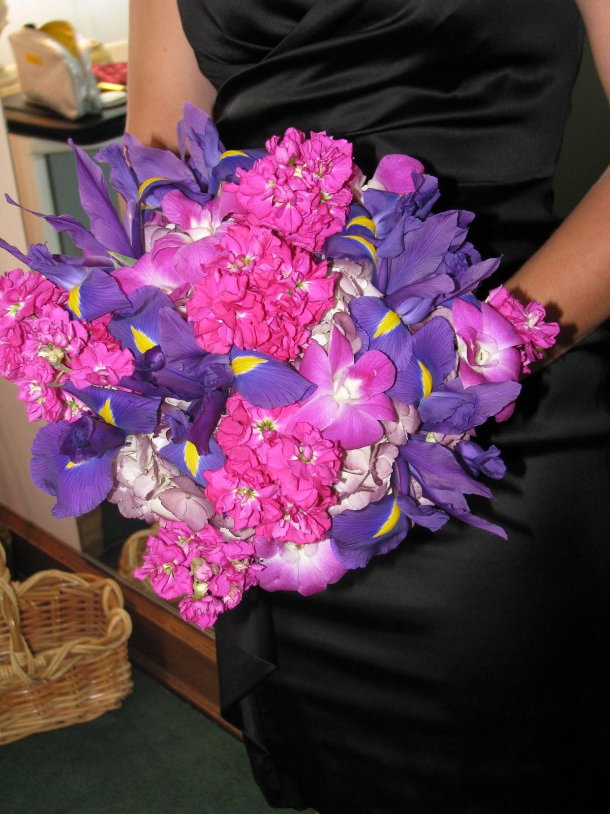 magenta stock, purple iris