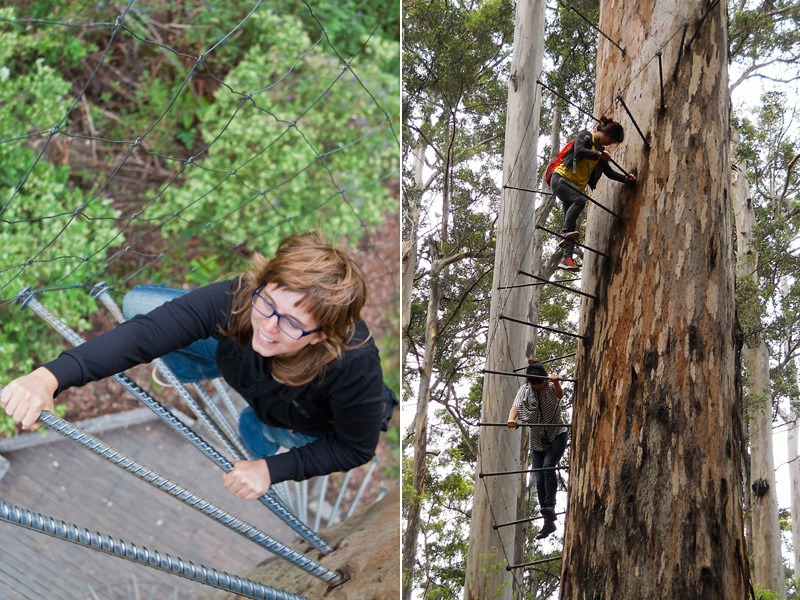 Dave Evans Bicentennial Tree