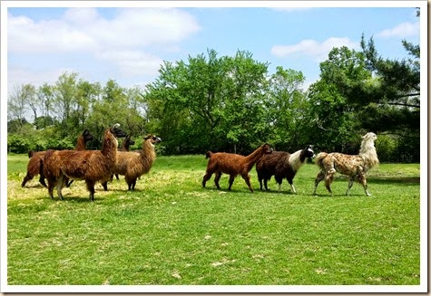 Llama, Shearing