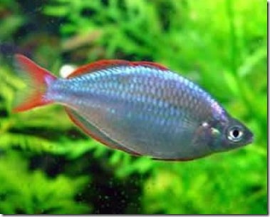 be-ca-canh-dwarf_rainbowfish_Neon_rainbowfish_cathienthanh004-be-thuy-sinh
