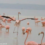 Solo! - Flamingos na Ria de Celestun, México