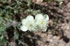 Sabino Canyon, Tucson 5/1 - Richard Derr