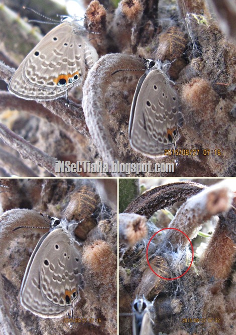 kupu-kupu Plains Cupid/Cycad Blue (Chilades pandava)