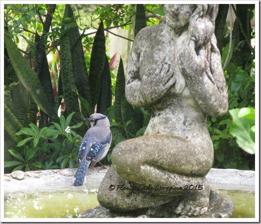 06-11-blue-jay-baby4