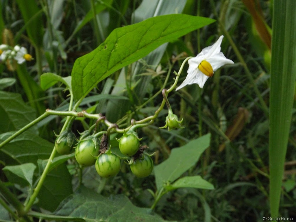 [Solanum%2520carolinense_02%255B12%255D.jpg]