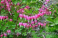 Glória Ishizaka - Hortus Botanicus Leiden - 44