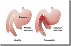 feline_pancreatiti clinica borgarellos