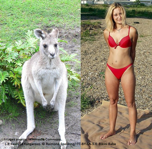 What do Kangaroos and bikini babes have in common?